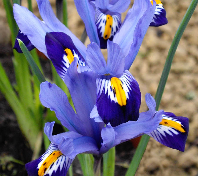 Iris reticulata 'Gordon''